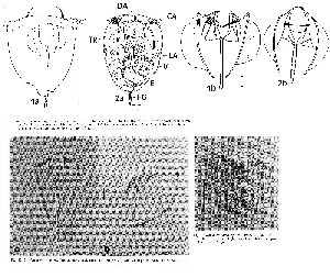 Shiel, R J;W Koste (1993): Transactions of the Royal Society of South Australia 117 p.126, figs.10-12